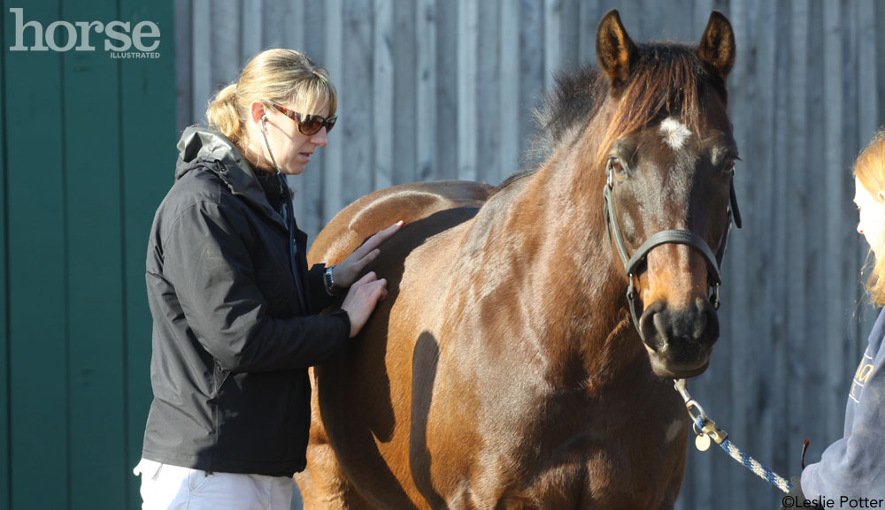 Equine Vet Exam