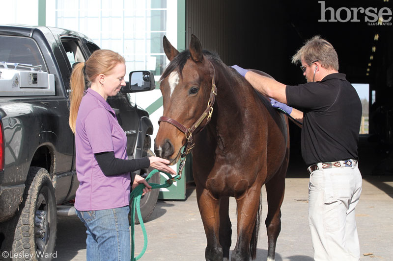 Horse Wellness Exam