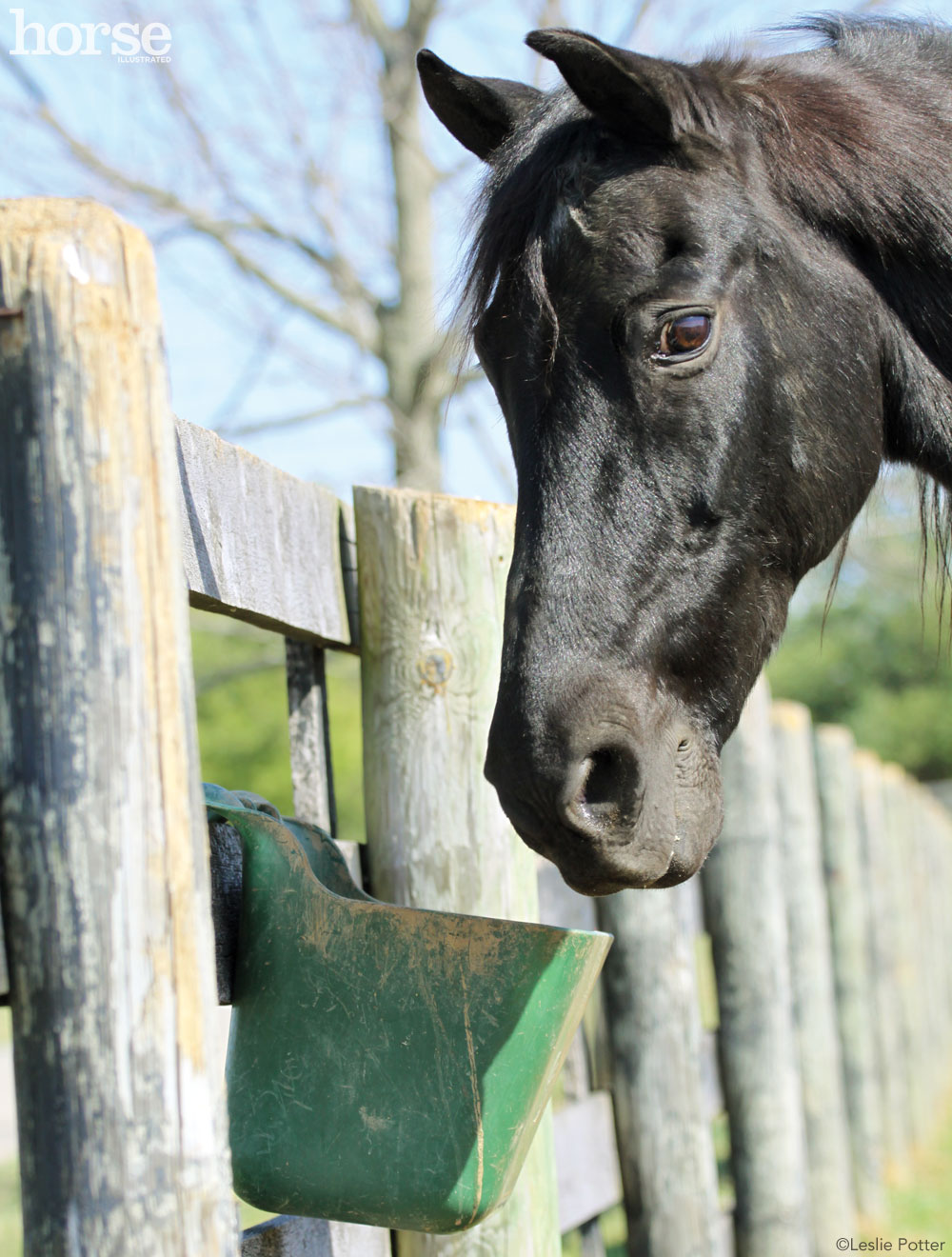 Horse with Grain Bucket