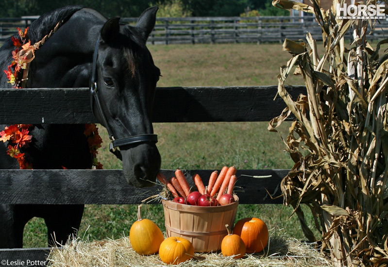 Horse with Pumpkin