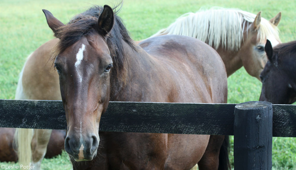 Horses at Fence