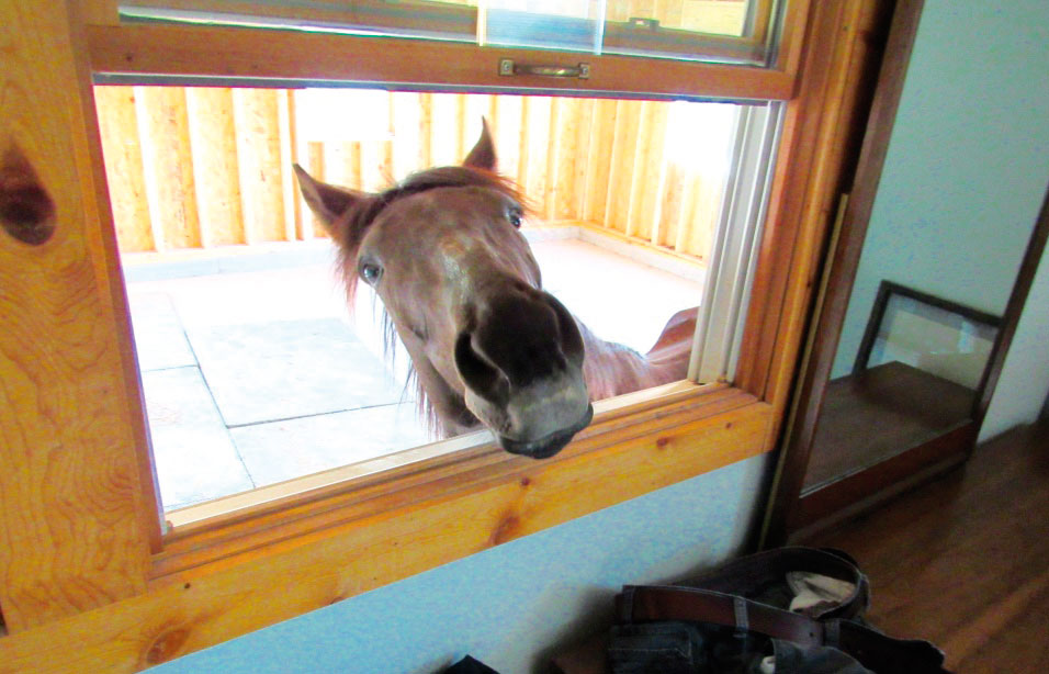 Horse in the House