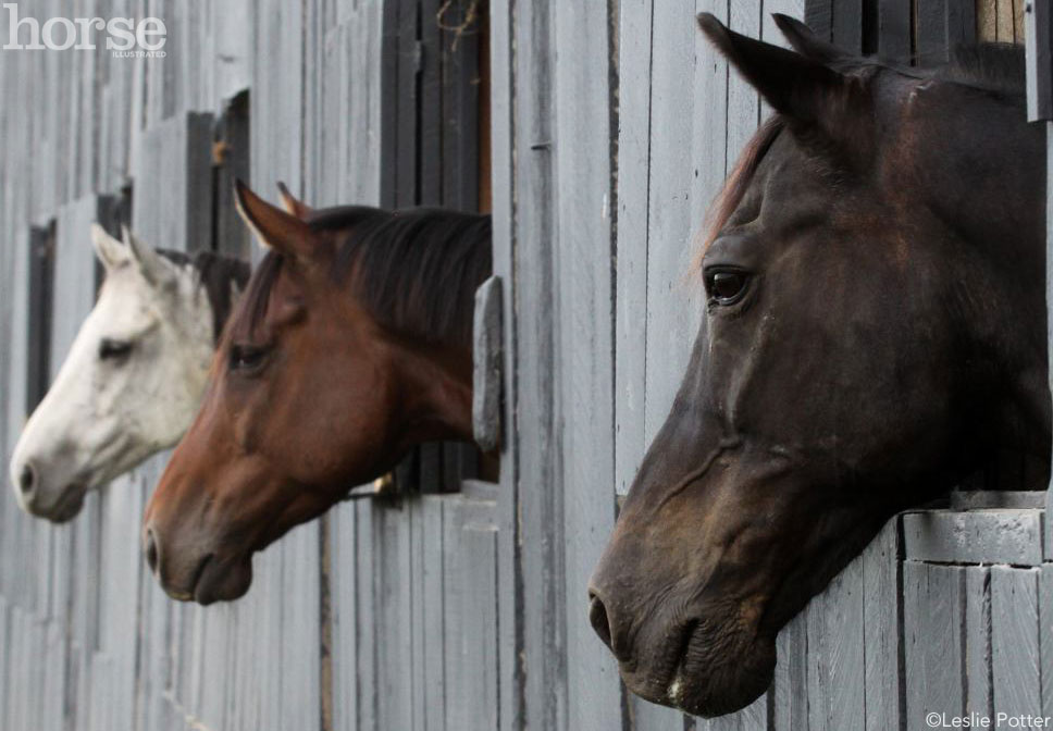 Horses in a barn