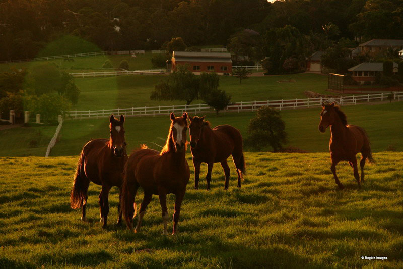Horses in New South Wales