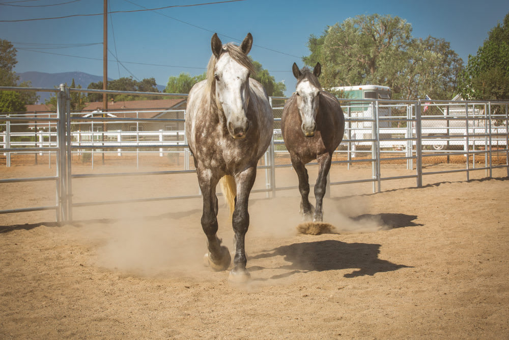 Two horses at the Circle D