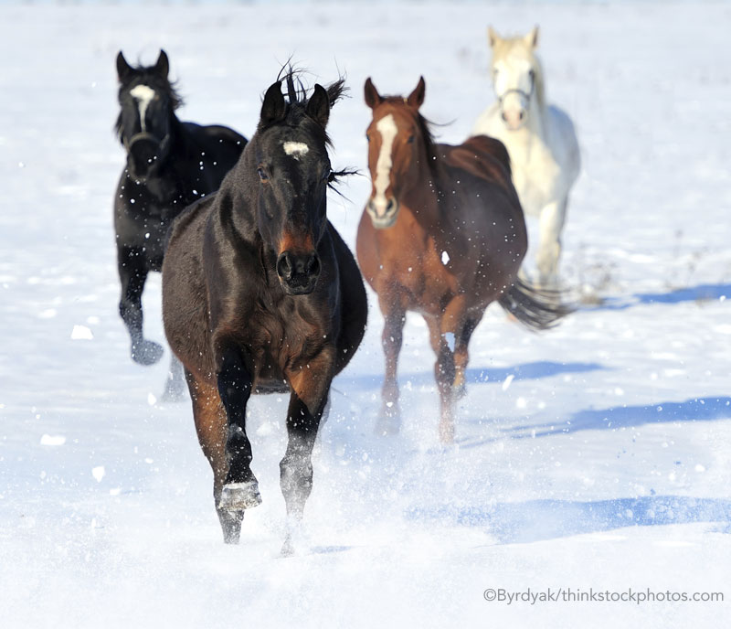 Horses Running in Snow