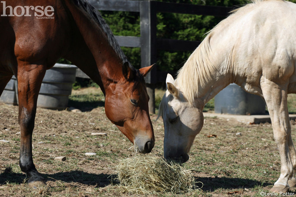 Horses Sharing Hay