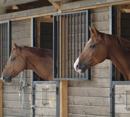 Horses in field