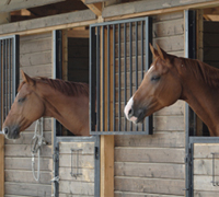 Horses in stalls