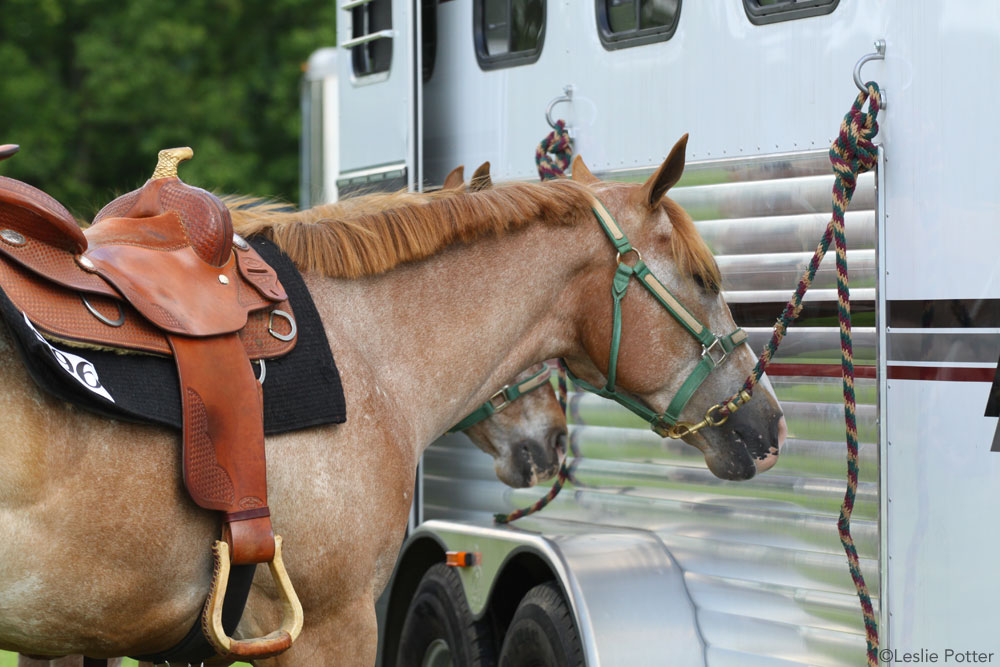 Horses Tied to Trailer