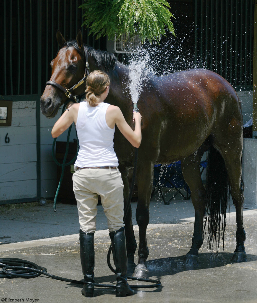 Hosing off a horse after making sure it is not too hot to ride