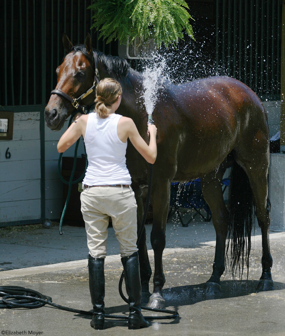 Hosing off a Horse