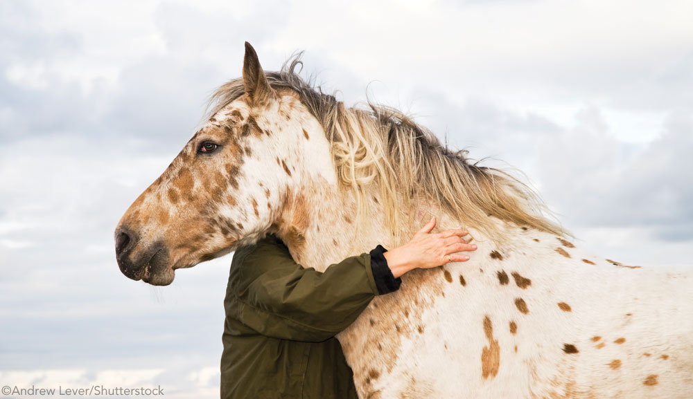 Hug a Horse