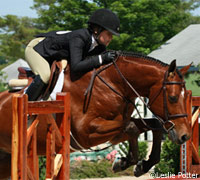 Hunter show horse