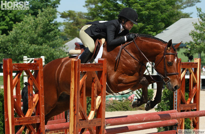 Hunter Show Horse