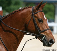 Chestnut hunter