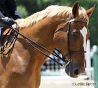 Hunt seat horse