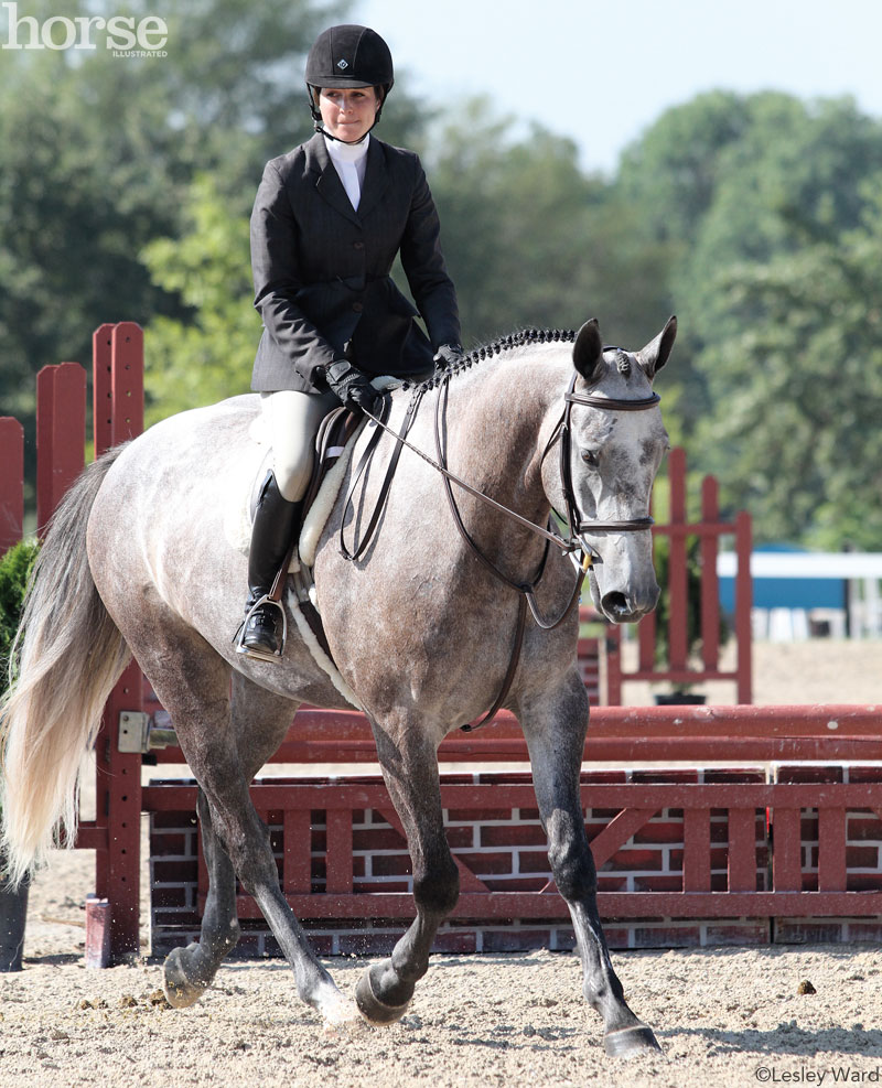 Hunter Show Horse