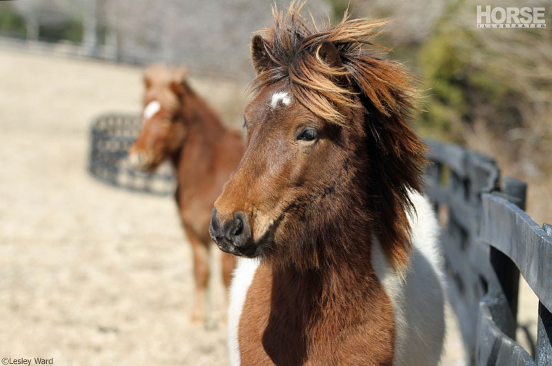 Icelandic Horses