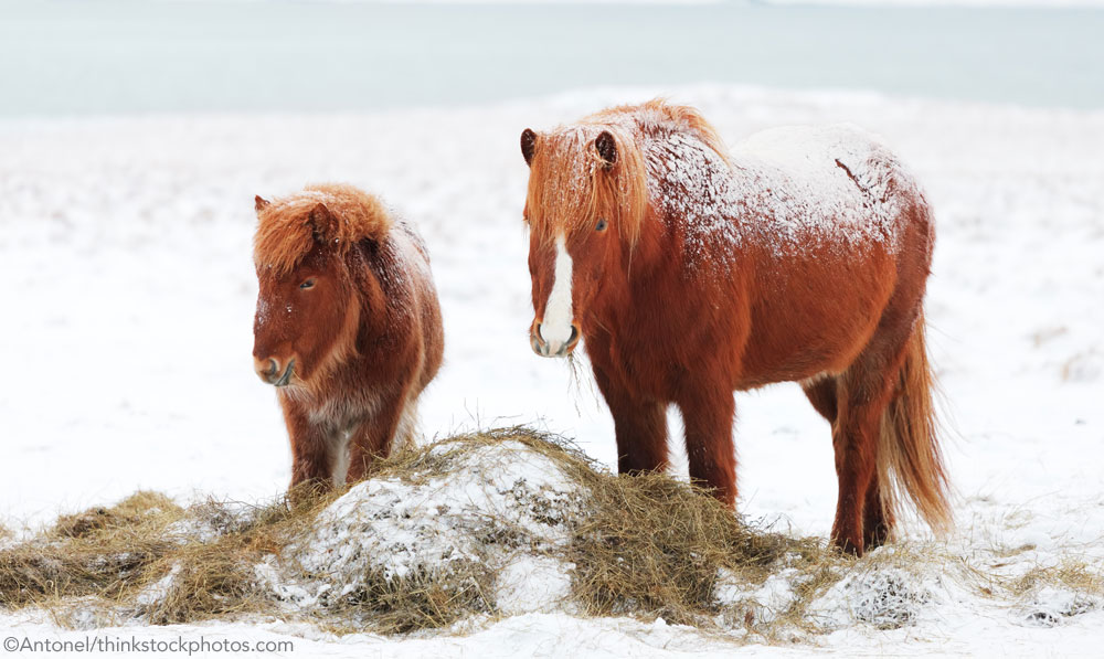 Ponies in the Snow