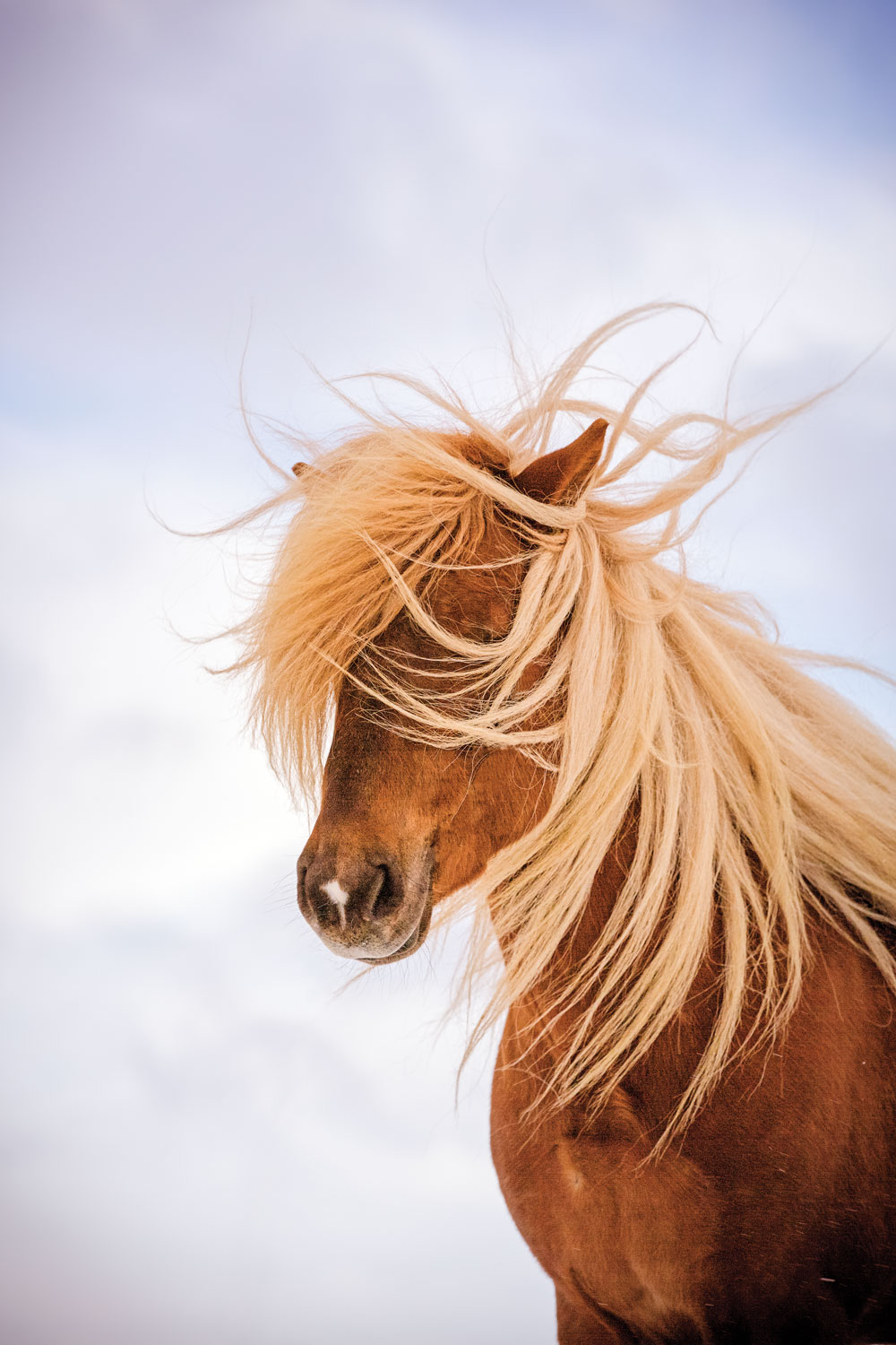 Icelandic Horse