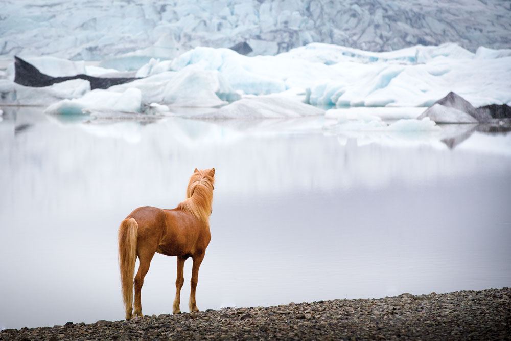 Icelandic Horse