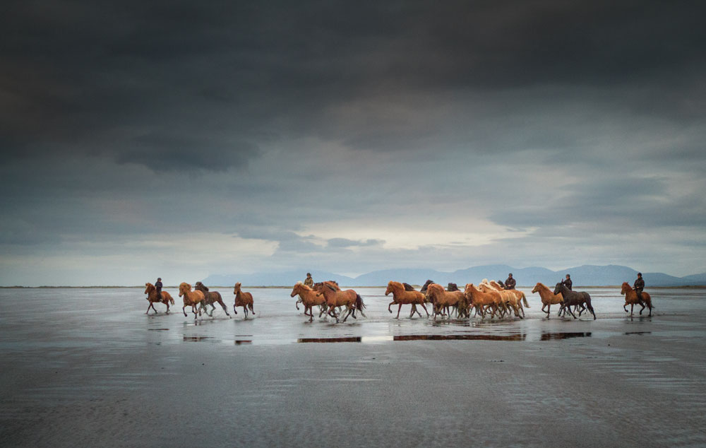 Icelandic Horse