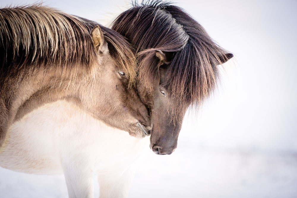 Icelandic Horse