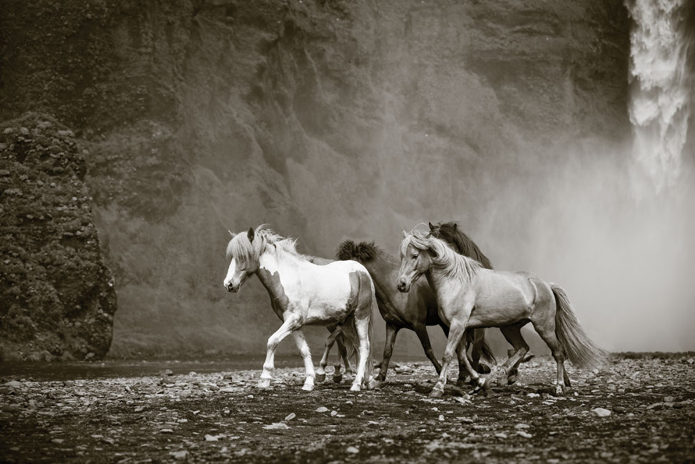 Icelandic Horse