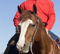 The IPHDA helps horse owners develop well-trained horses