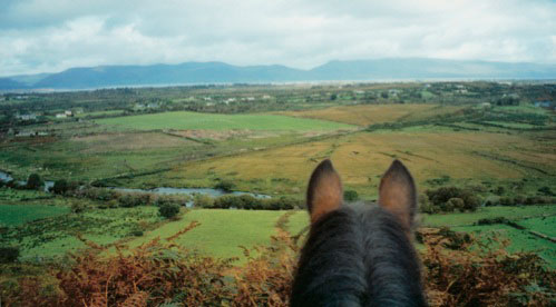 Irish Horse