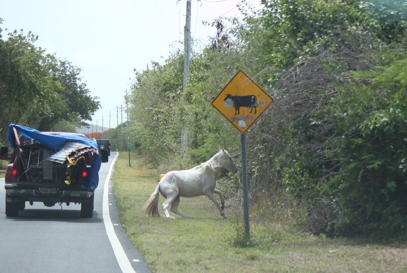 Isla de Vieques Horses