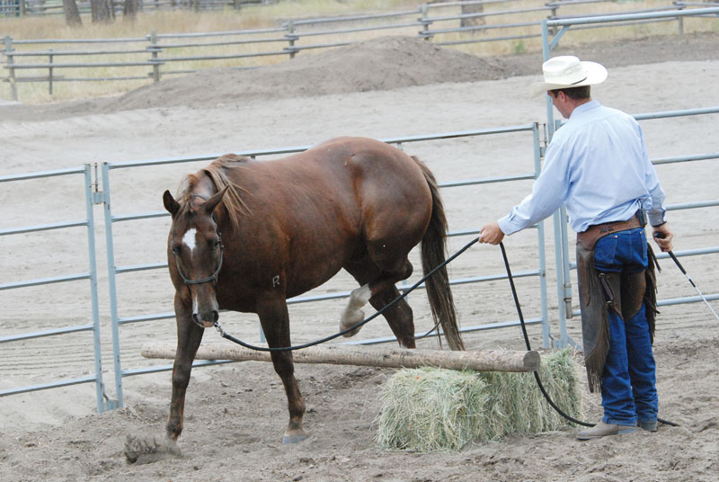 Jonathan Field training a young horse