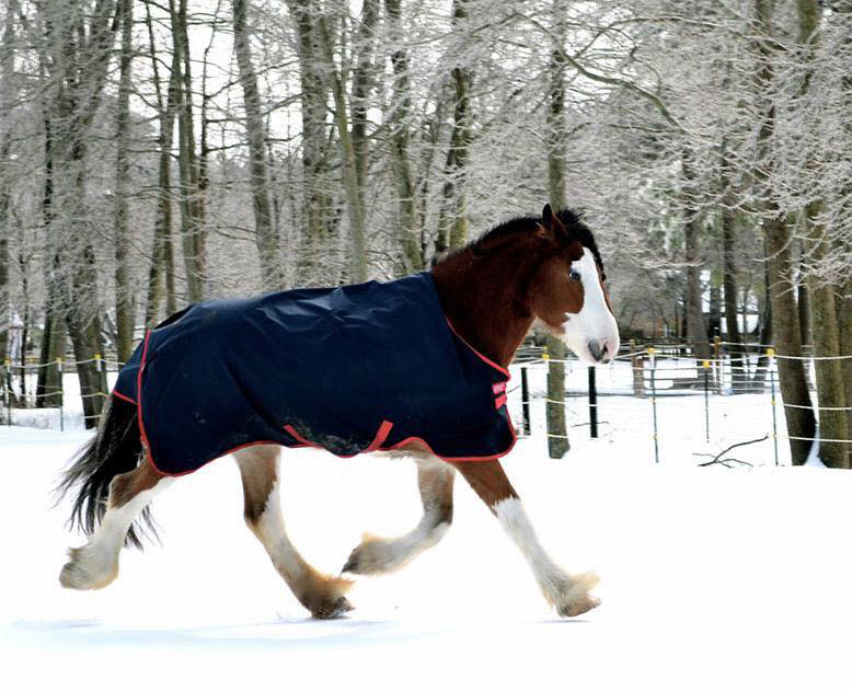 Winter Horses