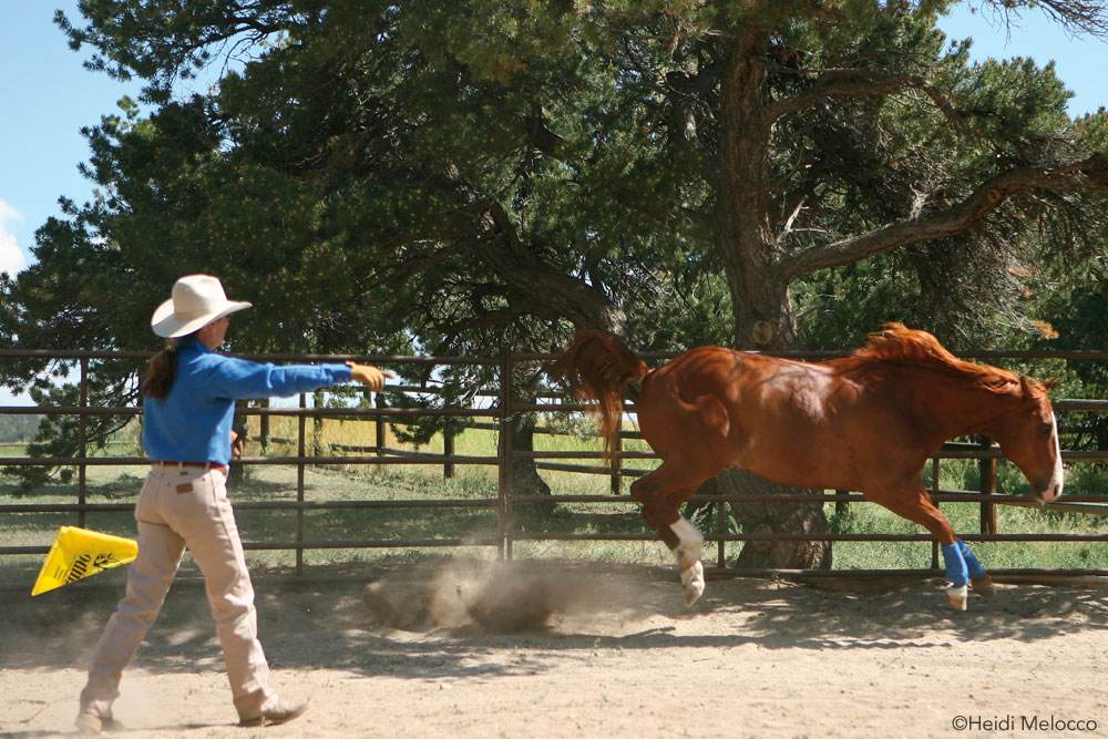 Julie Goodnight Working in the Round Pen