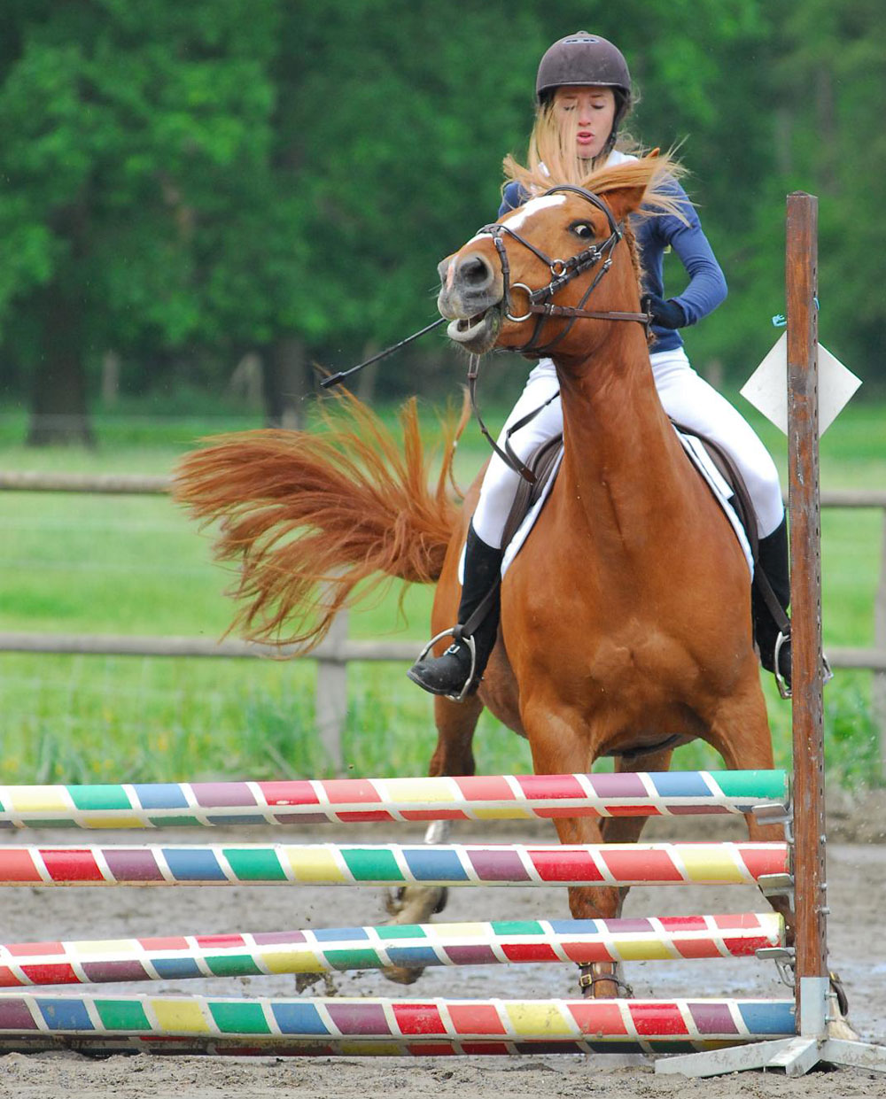 Horse refusing a jump