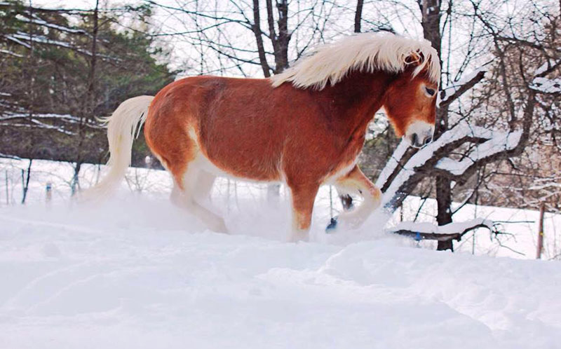 Winter Horses