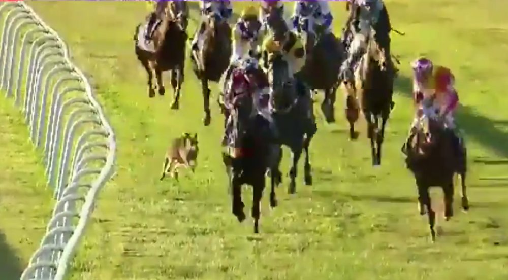 Kangaroo in a horse race