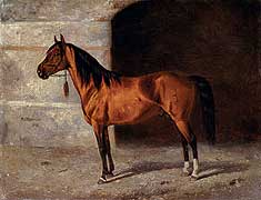 Karabakh Horse