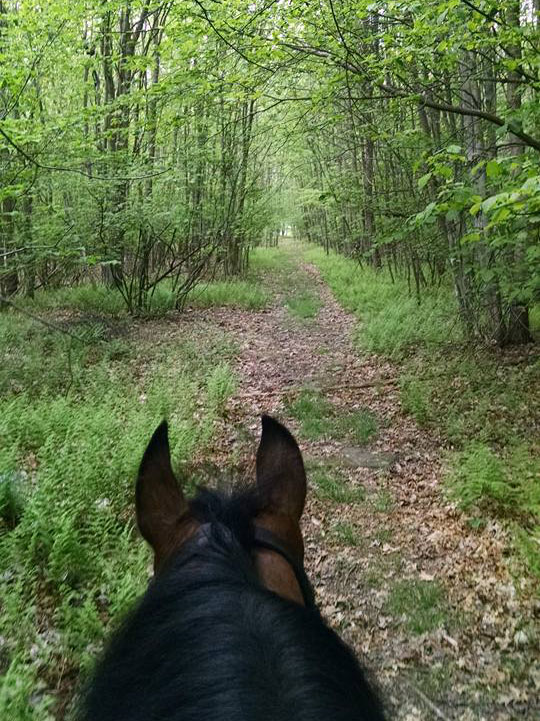 Horse Trails