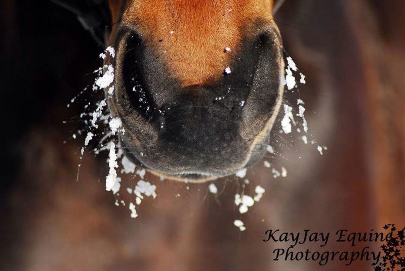 Winter Horses