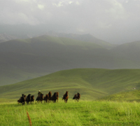 Horses in modern day Kazakhstan