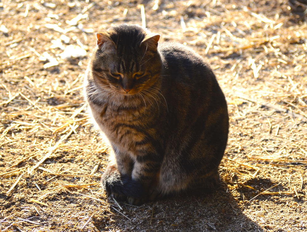 Barn Cat