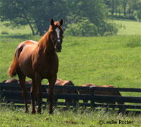 KyEHC Horse Rescue