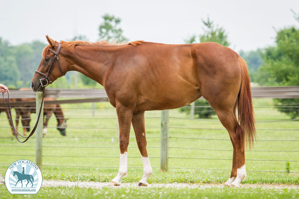 Thoroughbred horse with kyphosis