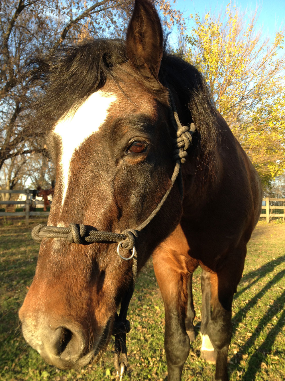 Last Chance Mustang