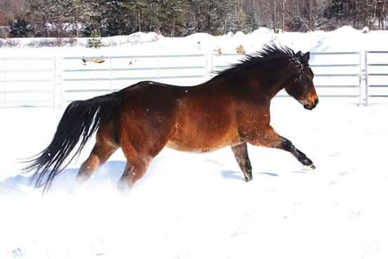 Winter Horses