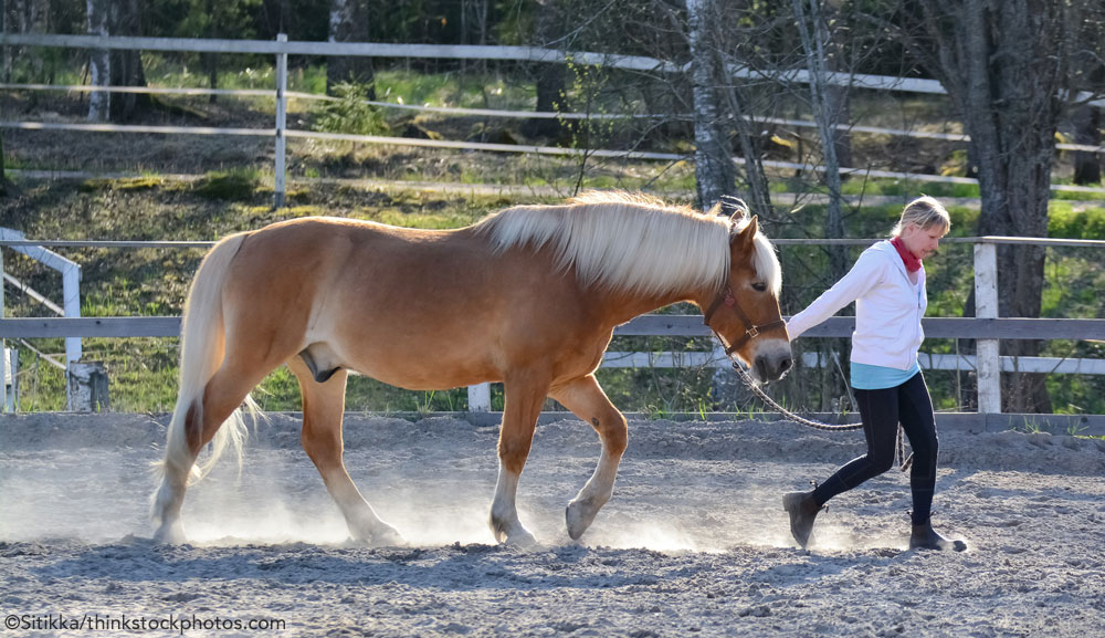 Leading a Horse