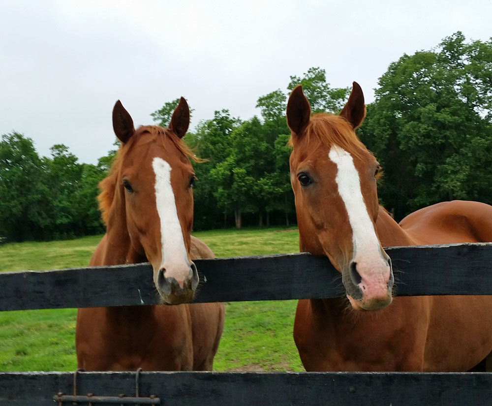 Red Thoroughbreds