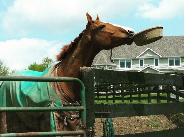 Red Thoroughbreds